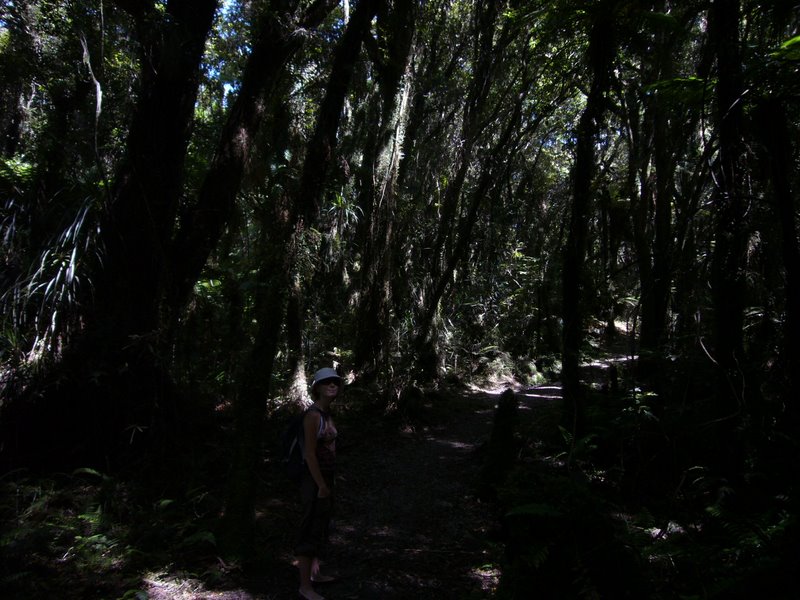 Forested national park